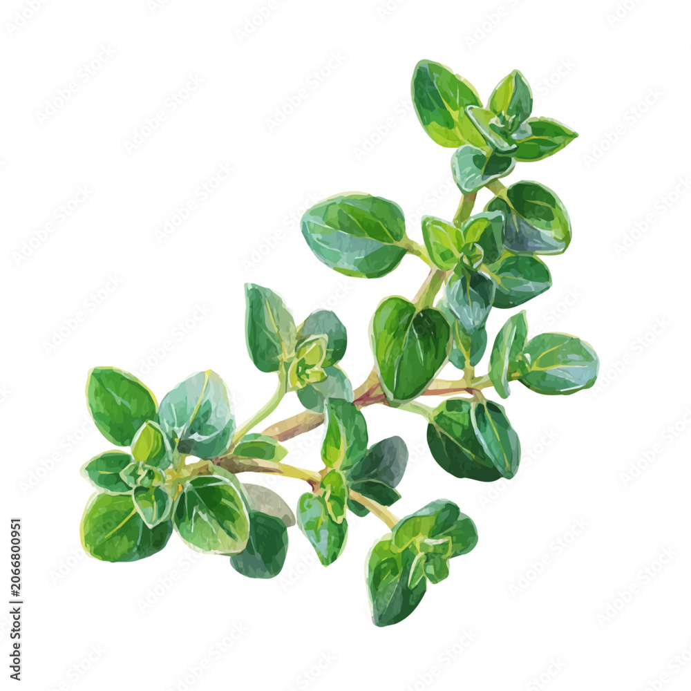 Fototapeta premium Garden Thyme, watercolor drawing vector, isolated on a white background.