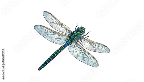 Dragonfly clipart vector illustration