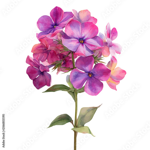 Foto watercolor vector of Phlox Flower, isolated on a white background