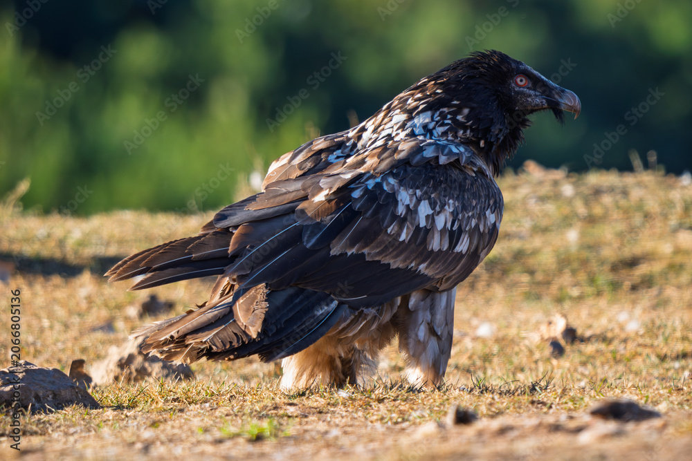 Fototapeta premium Full-body portrait of a majestic Bearded Vulture (Gypaetus barbatus) perched on the ground