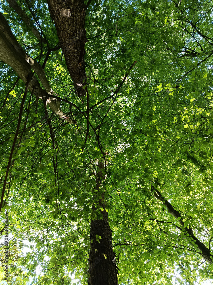Fototapeta premium Low angle view looking up into dense green tree canopy in a summer forest. Bright sunlight filtering through fresh leaves, branches, and tall trunks creating a peaceful natural background.