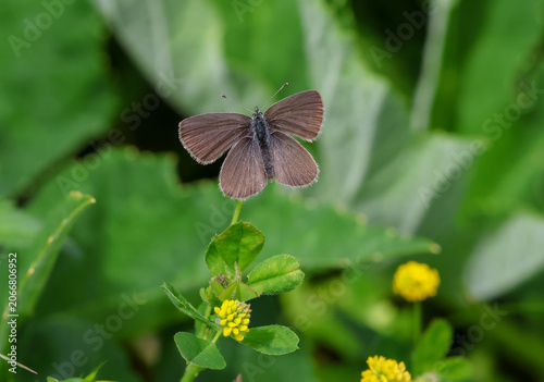 macro of a cupido minimus the small blue butterfly on a medicago lupulina blossom