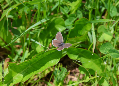 cupido minimus the small blue butterfly sitting in the grass with open wings