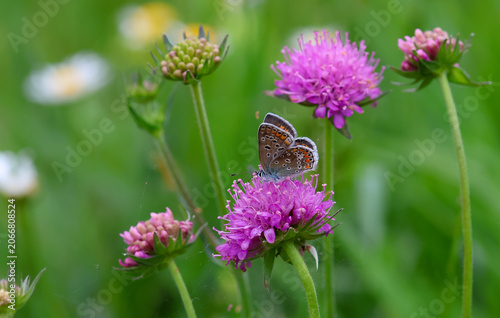 female polyommatus icarus butterfly on knautia arvensis blossom