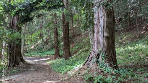 木々と散歩道