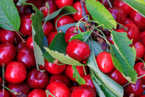 Freshly Picked Cherries with Green Leaves