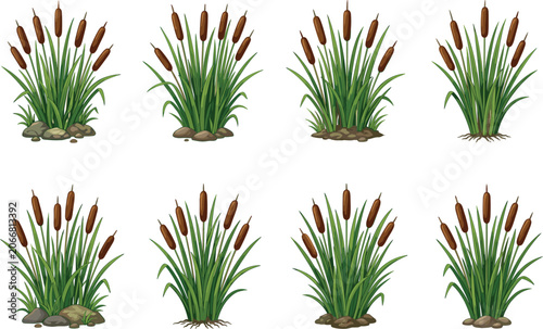 Cattail Plant Vector Set with Green Reeds and Brown Bulrush Seed Heads for Swamp Marshland and Pond Nature Illustration Designs