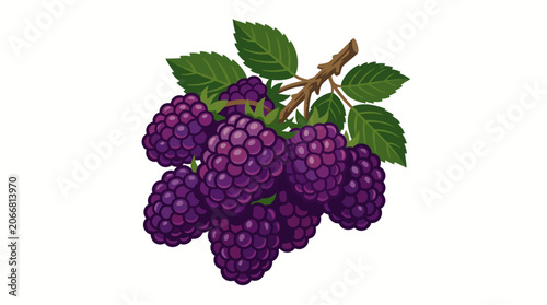 A cluster of fresh blackberries hanging.
