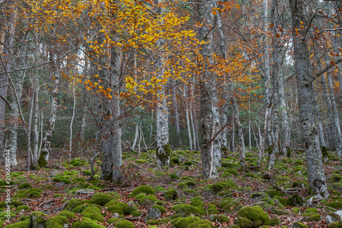 Autumn beech forest in Sierra Cebollera Natural Park, La Rioja, Spain, with slender trunks, golden foliage and moss-covered ground, peaceful woodland landscape with no people