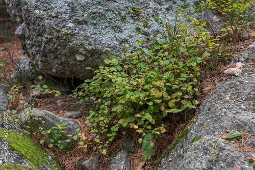 Vaccinium myrtillus plant growing among moss and rocks in a mountain forest. Photo taken in Laguna Negra and Circos Glaciares de Urbion, Soria, Spain