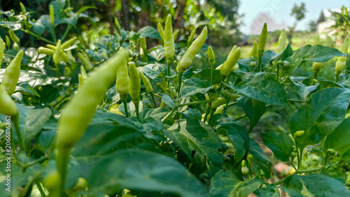 Bild auf Leinwand Fresh green chili peppers growing in a farm field, ideal for food packaging, agricultural publications, grocery advertising, and healthy eating campaigns