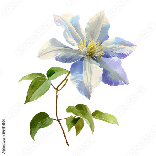 Fotografía Clematis Flower, watercolor vector, isolated on a white background