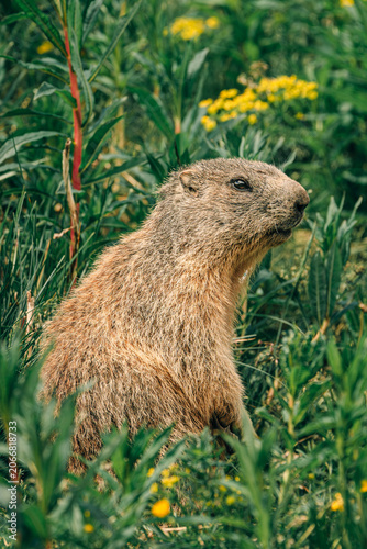 marmot in the grass