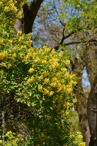 Принти на полотні Dalmatian laburnum shrub with yellow flowers - Latin name - Petteria ramentacea
