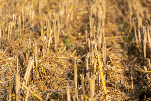 Crop Residue Left on the Field After Harvest in a Rural Area During Day Time, Showing the Aftermath of Agricultural Activities in Agro Industry