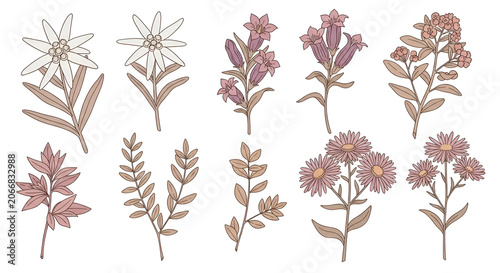 Hand drawn botanical illustration set of alpine wildflowers, edelweiss, and leaves in vintage muted tones