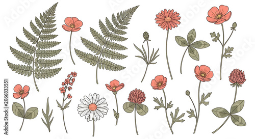 Hand Drawn Botanical Elements Collection Featuring Wildflowers and Fern Leaves in Soft Pastel Tones for Natural Floral Design Projects