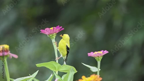 American gold finch eating zinnia flower petals closeup macro against blurry background. 
