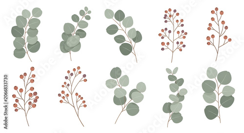 Watercolor eucalyptus branches and red berry twigs botanical illustration set