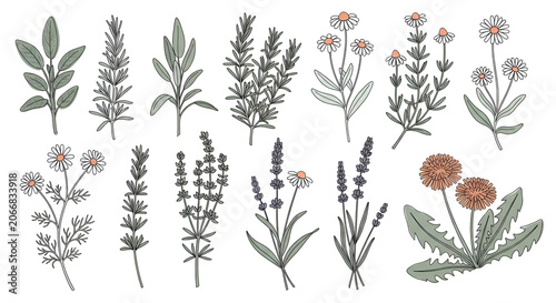 Hand drawn collection of vintage botanical herbs and wildflower illustrations isolated on a white background