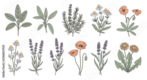 Collection of Vintage Botanical Illustrations Featuring Various Herbs and Flowers in Delicate Hand-Drawn Style