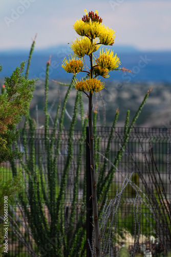agave death bloom