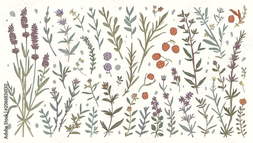 Hand Drawn Botanical Collection of Wild Lavender Sprigs and Rustic Field Herbs with Small Berries for Organic Floral Design Projects