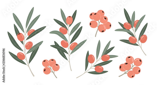 Vector botanical elements set with branches green leaves and orange berries
