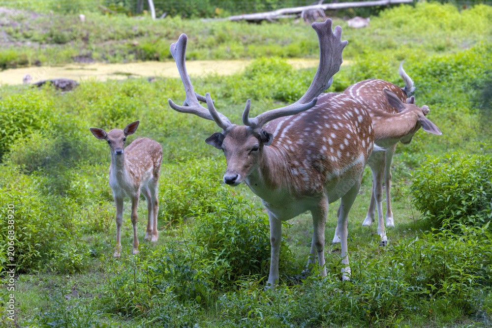 Obraz premium The fallow deer's in a wildlife enclosure