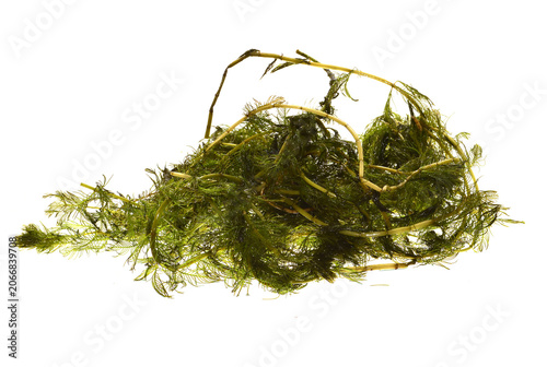 algae isolated on white background