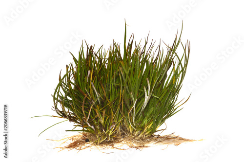 algae isolated on white background