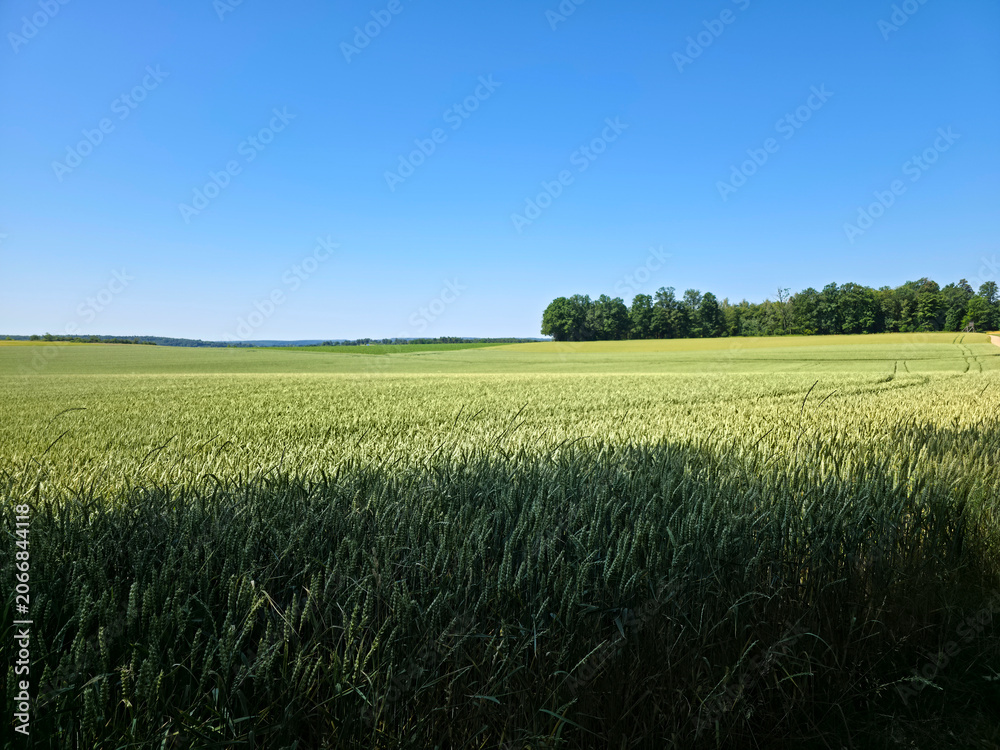 Fototapeta premium germany, endless view across vibrant green grain field beneath magnificent blue sky in rural landscape