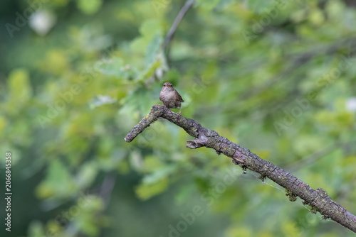 Eurasian Wren Singing on a Branch in Oasi Le Foppe Nature Reserve, Italy