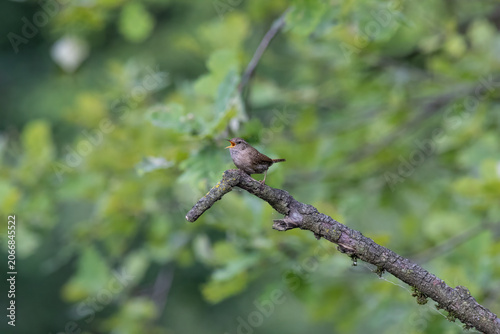 Eurasian Wren Singing on a Branch in Oasi Le Foppe Nature Reserve, Italy