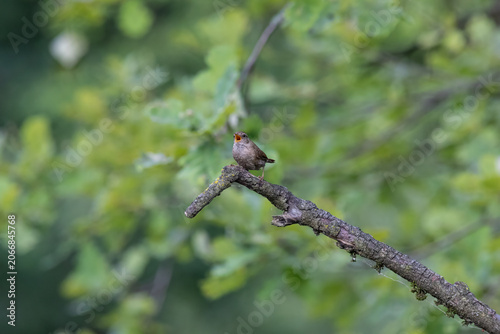 Eurasian Wren Singing on a Branch in Oasi Le Foppe Nature Reserve, Italy