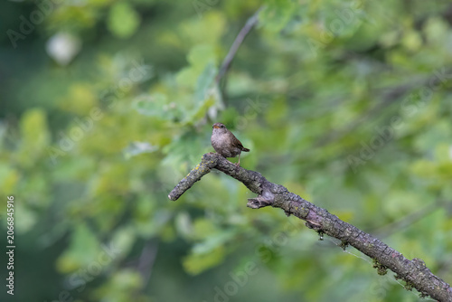 Eurasian Wren Singing on a Branch in Oasi Le Foppe Nature Reserve, Italy