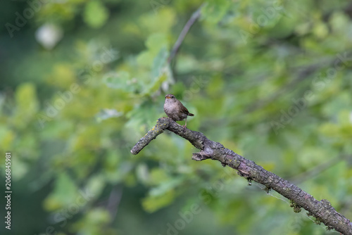 Eurasian Wren Singing on a Branch in Oasi Le Foppe Nature Reserve, Italy