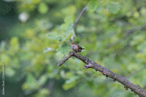 Eurasian Wren Singing on a Branch in Oasi Le Foppe Nature Reserve, Italy