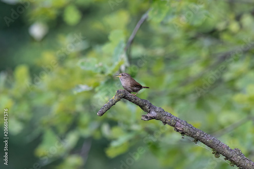 Eurasian Wren Singing on a Branch in Oasi Le Foppe Nature Reserve, Italy