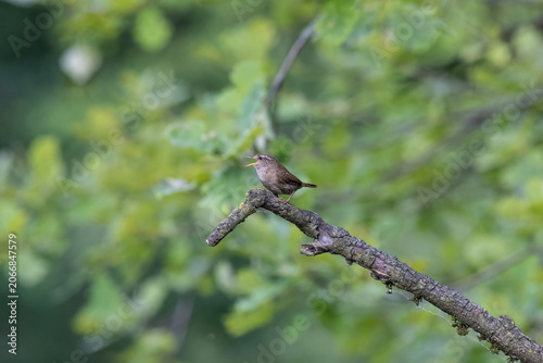 Eurasian Wren Singing on a Branch in Oasi Le Foppe Nature Reserve, Italy