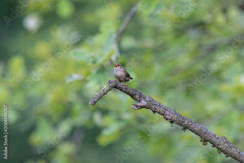 Eurasian Wren Singing on a Branch in Oasi Le Foppe Nature Reserve, Italy