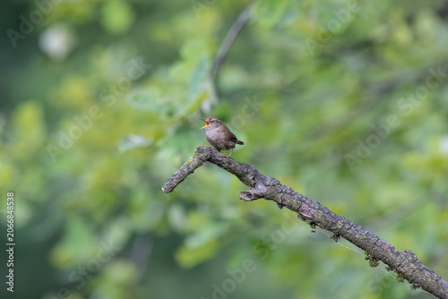 Eurasian Wren Singing on a Branch in Oasi Le Foppe Nature Reserve, Italy