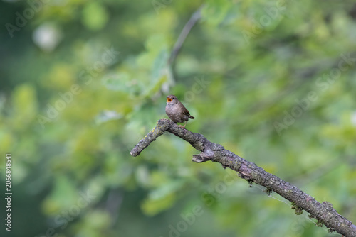 Eurasian Wren Singing on a Branch in Oasi Le Foppe Nature Reserve, Italy