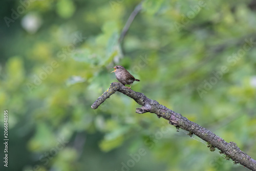 Eurasian Wren Singing on a Branch in Oasi Le Foppe Nature Reserve, Italy