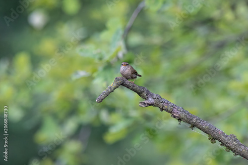 Eurasian Wren Singing on a Branch in Oasi Le Foppe Nature Reserve, Italy