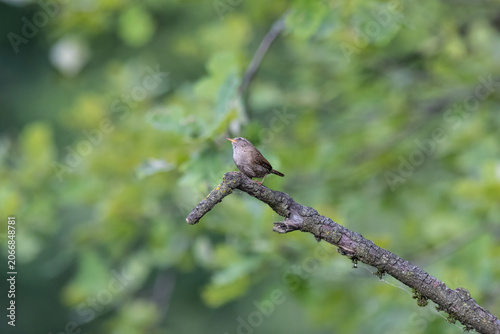 Eurasian Wren Singing on a Branch in Oasi Le Foppe Nature Reserve, Italy