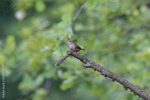 Eurasian Wren Singing on a Branch in Oasi Le Foppe Nature Reserve, Italy