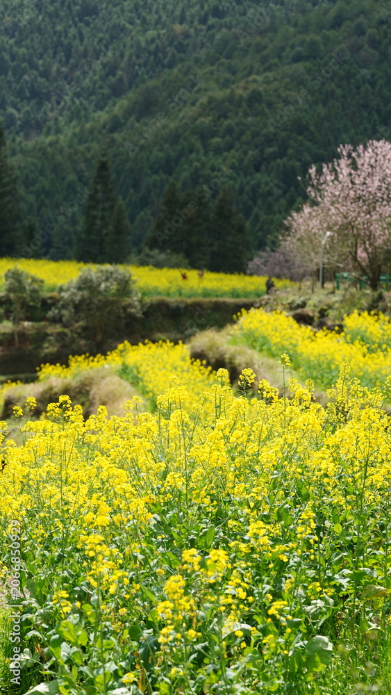 Obraz premium The beautiful countryside view with the yellow rapeseed flowers blooming in the field on the south of the China