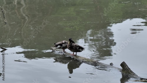 Birds in water, polish nature
