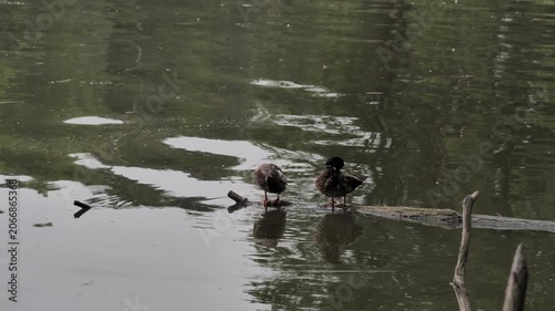 Birds in water, polish nature